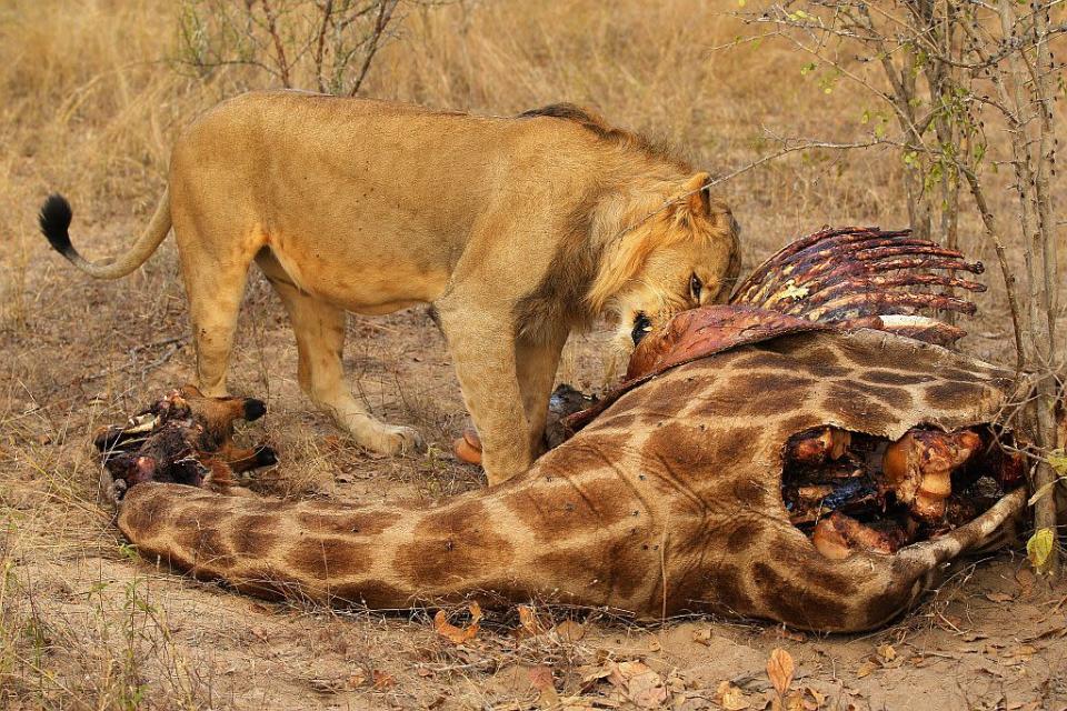 A lion feeds on a giraffe kill in Edeni Game Reserve near Kruger National Park in South Africa.