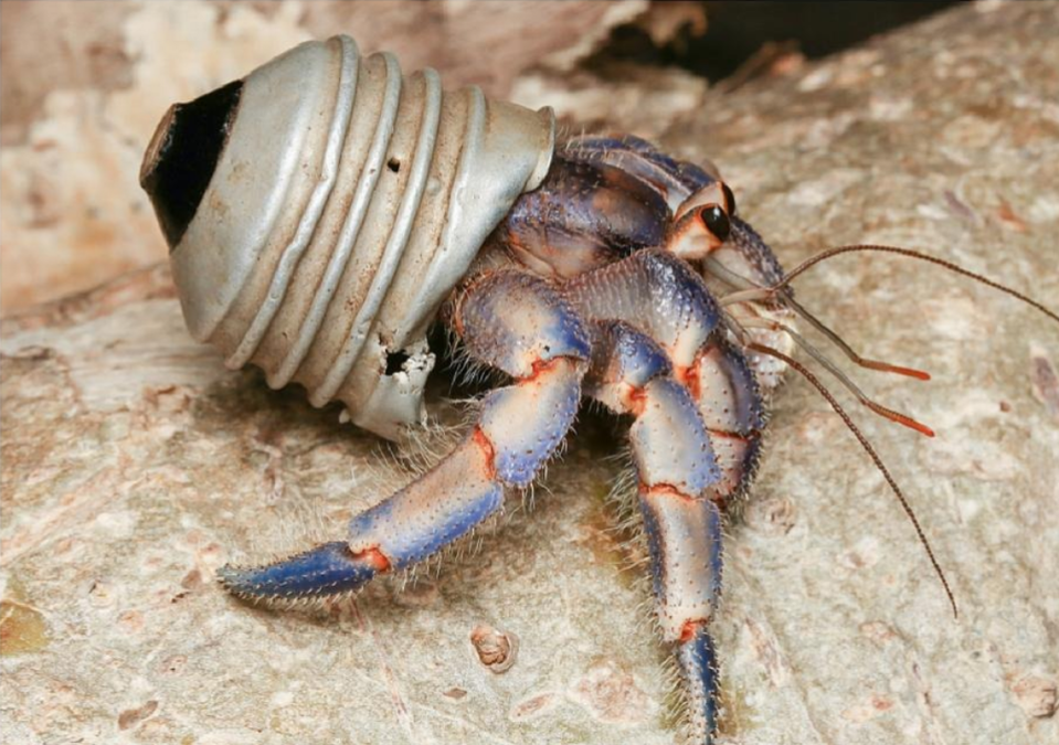 A hermit crab using the base of a light bulb as a home.
