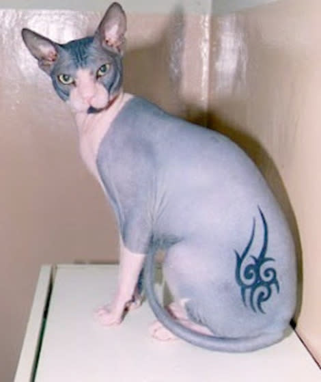 Pet Ink: 8 Wild Pictures of Animals with Tattoos