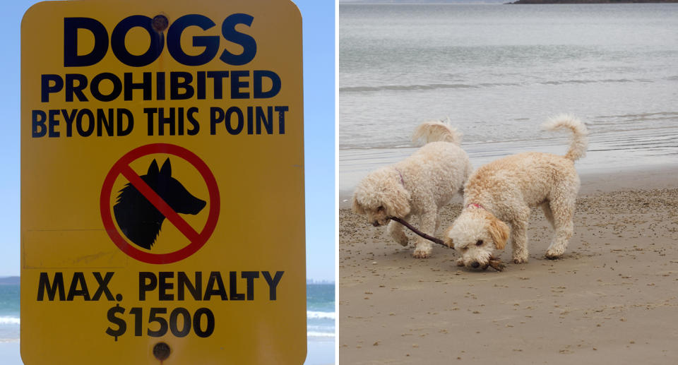 A photo of a 'no dogs' sign at Coolongatta Beach in Queensland. A photo of dogs on a beach.