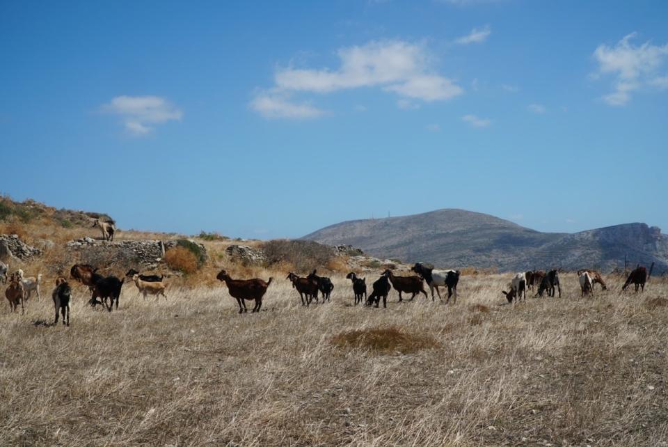 Goats on a field