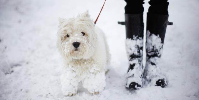 is it too cold to walk my dog in snow