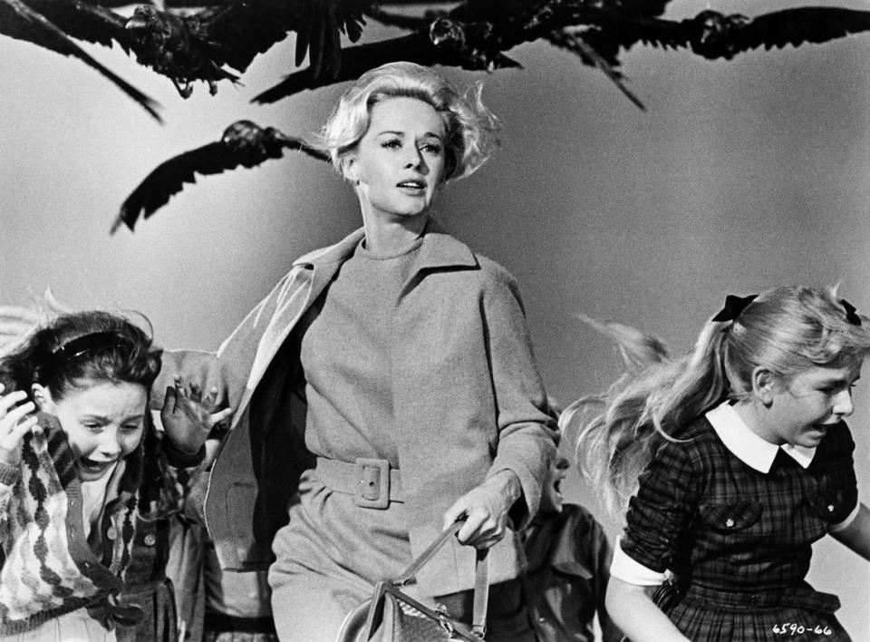 En Coral Gables Art Cinema el clásico ‘The Birds’ (1963) de Alfred Hitchcock con Rod Taylor y Tippi Hedren.