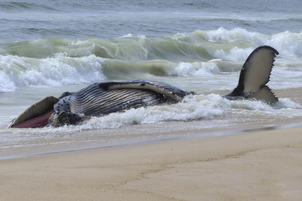 A dead humpback whale rolls in the surf in Long Beach Township on New Jersey's Long Beach Island on Thursday, April 11, 2024. On Friday, a marine animal rescue group that examined the animal said it sustained numerous blunt force injuries including a fractured skull. (AP Photo/Wayne Parry)