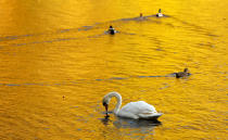 <p>The yellow of autumn leaves is reflected in Loch Faskally, Pitlochry, Britain, on Oct. 25, 2017. (Photo: Russell Cheyne/Reuters) </p>