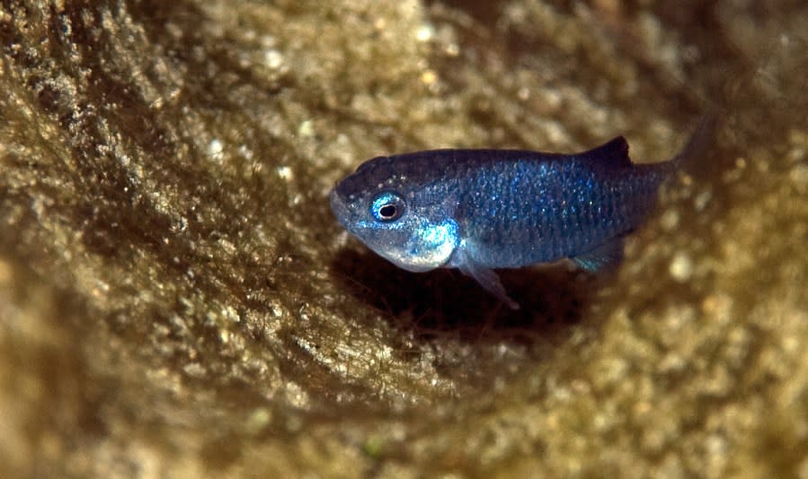 <em>Devils Hole pupfish are among the rarest fish in the world. (Credit: U.S. Fish and Wildlife Service) </em>