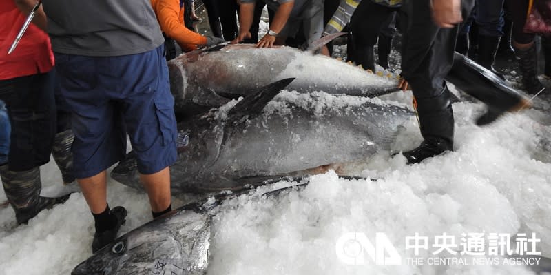 台東成功鎮新港漁港「捷安號」漁船，26日在綠島外海一口氣捕獲4尾黑鮪魚，賣出近85萬元。當地民眾說，一輩子都難遇到。(照片台東縣政府提供)