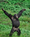 This primate looks to its teammates for a pass while playing an important game of football. Possibly. (Ryan Jefferds/Comedy Wildlife Photo Awards 2019)