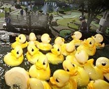 The Cape and Islands March of Dimes chapter released 2,000 rubber ducks in the waterfall at Pirate's Cove during the 2011 Rubber Duck Regatta.