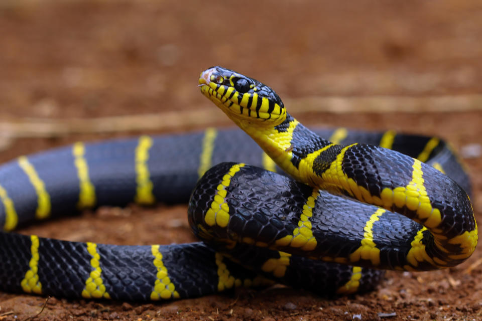 Die Mangrove Catsnake ist das Gegenstück zur Schlangen-Katze (Bild: Getty Images)