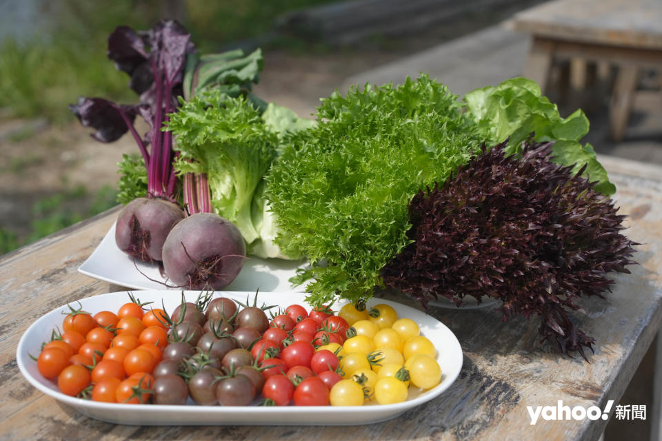 沙律菜、車厘茄、紅菜頭均是冬季當造農產品。