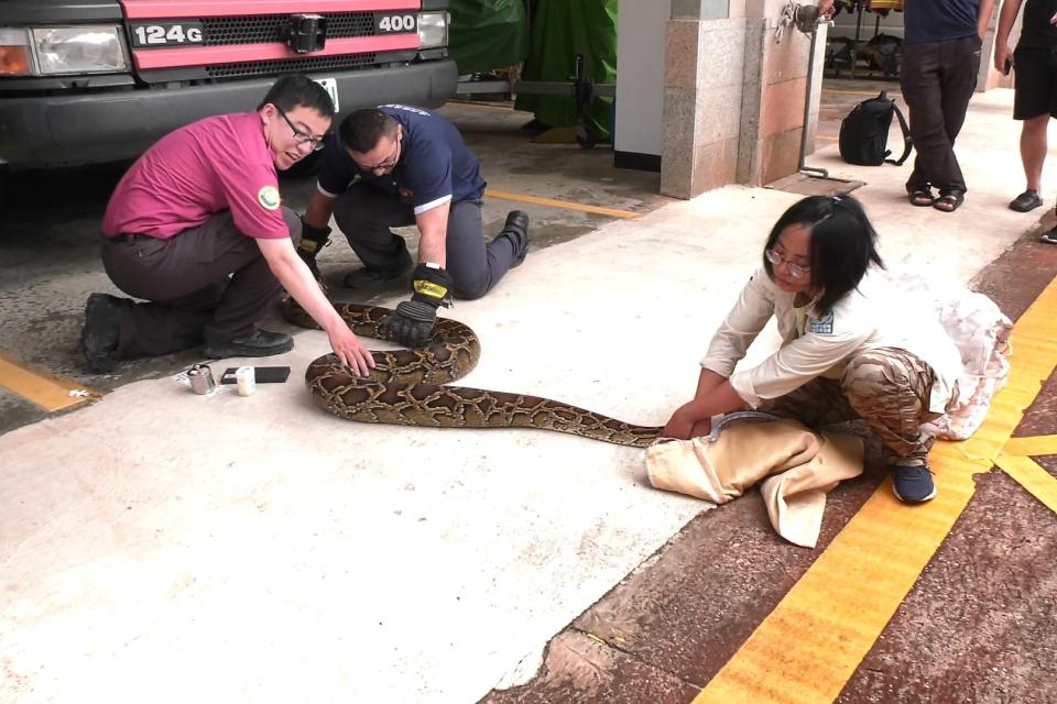▲經保育員測量，該隻蟒蛇體長383公分，是近年來補捉到體型最大的緬甸蟒。（圖／金門消防局提供）