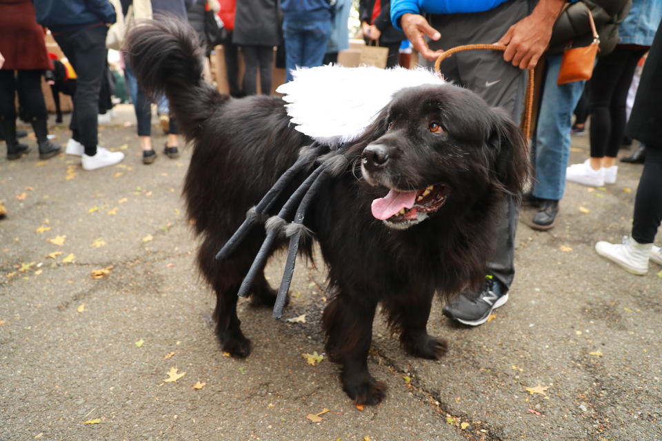 NYC pups in cute and creative costumes for annual Halloween Dog Parade