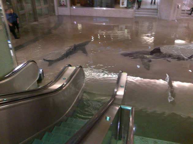 shark aquarium breaks in mall