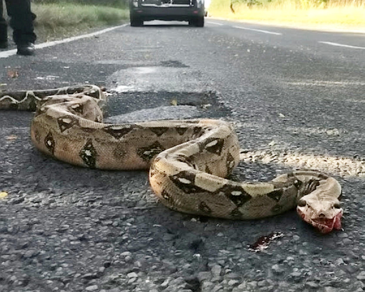 The abandoned Boa constrictor.  The RSPCA believes that a quiet country lane could be being used as a dumping ground for unwanted pet snakes.  See SWNS story SWMDsnakes.  It follows the discovery of an injured six-foot boa constrictor found by two motorists opposite a layby on Roden Lane at about 4pm last Friday (17 September). The body of another long-deceased reptile was also found nearby.  The drivers managed to safely block the boa in with their cars before calling the police, who then closed the road.  RSPCA inspector Claire Davey, along with the charity’s animal rescue officer Rachel Ward, who specialises in incidents involving exotic animals, attended the scene. The boa was bleeding from its jaw and was seen coughing up blood after most likely being hit by a car. The RSPCA officers managed to safely contain the reptile in a large duvet cover using a special pole with a hook on the end, before a local vet specialising in exotic animals arrived a short time later to take the snake for treatment. Diagnosed with a broken jaw and put on pain relief, it was initially thought the snake had a good chance of recovery, but the reptile sadly died later that night.  The body of another long-deceased, dried out snake of a similar size was also found nearby, and the RSPCA believes that both reptiles were deliberately abandoned in the area. 

 