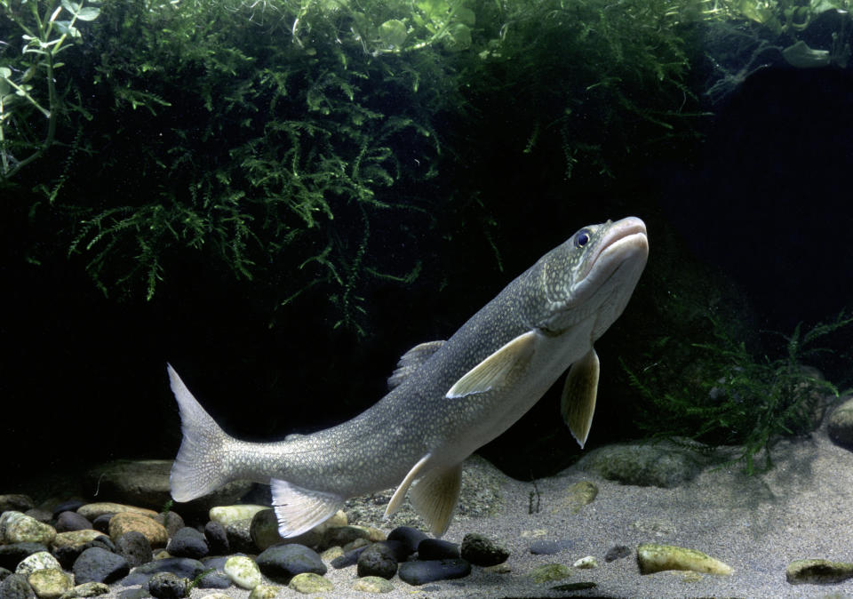 Lake trout, Salvelinus namaycush