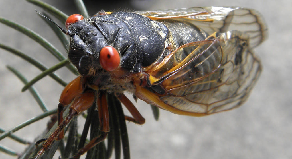 Ejemplar macho de cigarra de la especie <i>Magicicada septendecim</i>, el insecto más longevo del que se tiene constancia, ya que vive 17 años. (Imagen Creative Commons vista en Flickr Dan Century).