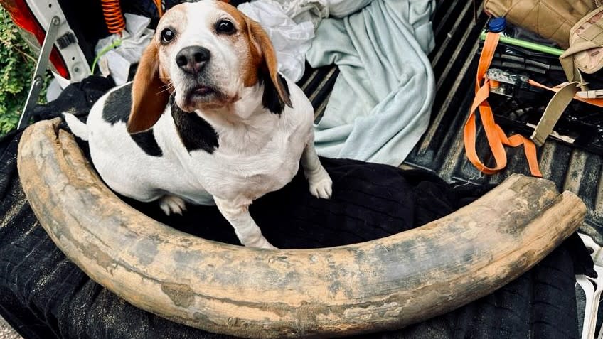  A beagle with a tusk bone 