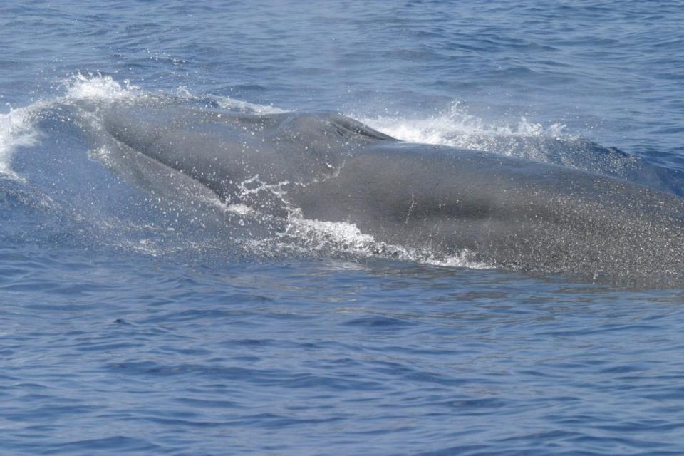 Rice’s whales can weigh up to 600,000 pounds, grow 42 feet long and live for up to 60 years (NOAA)