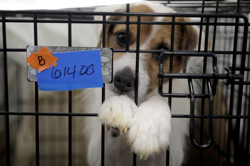 A Parson Russell terrier, one of many terriers confiscated from a home in Kingwood, N.J., sits in a kennel at St. Hubert's Animal Welfare Center after being treated, Friday, June 14, 2019, in Madison, N.J. Law enforcement officers and animal welfare groups went to the Kingwood home Tuesday to remove the dogs, which were mostly Russell terriers. Officials said the animals seemed to have had limited human contact and minimal to no veterinary care. No charges have been filed, but officials say they're continuing to investigate. (AP Photo/Julio Cortez)