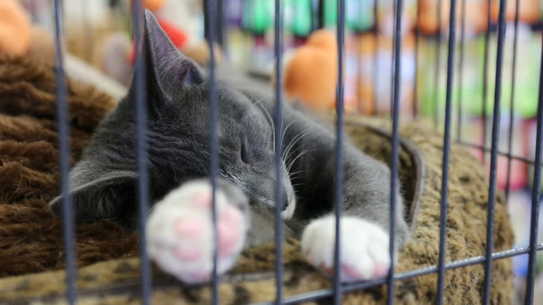 Grande Prairie SPCA confirms sale 2 years after closing over mounting debt