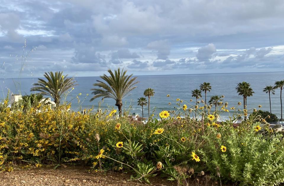 Palm trees and wildflowers sway in the wind near El Matador State Beach on May 2, 2023. | Sarah Gambles, Deseret News