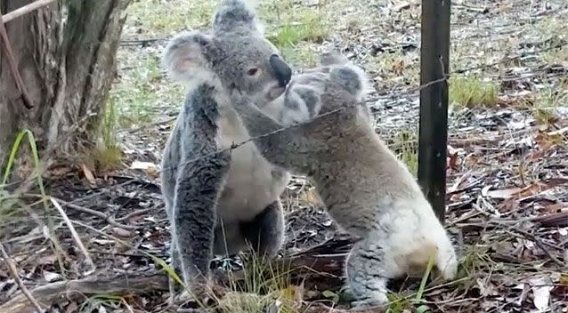 In the footage it seems that the mother tries to reassure the joey. Source: Sue Moxon/ YouTube