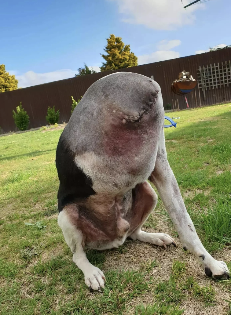 A dog with an amputated hind leg is sitting on grass in a backyard, facing away. Trees and a fence are in the background