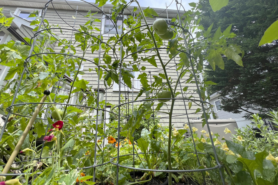 This image shows a nearly 6-foot tall tomato plant growing on Long Island, N.Y. on July 9, 2024. (Jessica Damiano via AP)