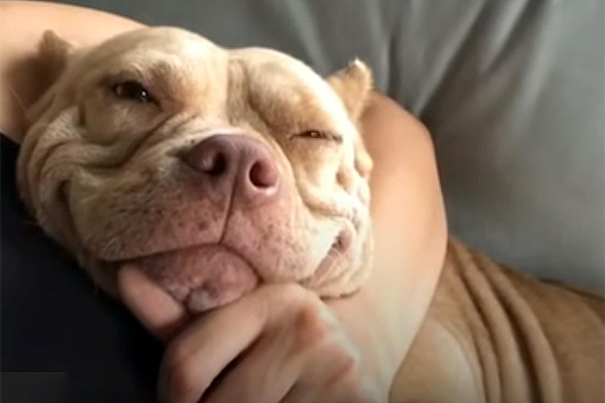 Smiling rescue dog