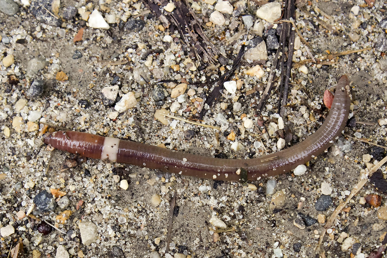 A mature Asian jumping worm found in Madison, Wis. The species is distinguishable from other earthworms by the presence of a creamy gray or white band encircling its body. (Susan Day/UW–Madison Arboretum via AP)