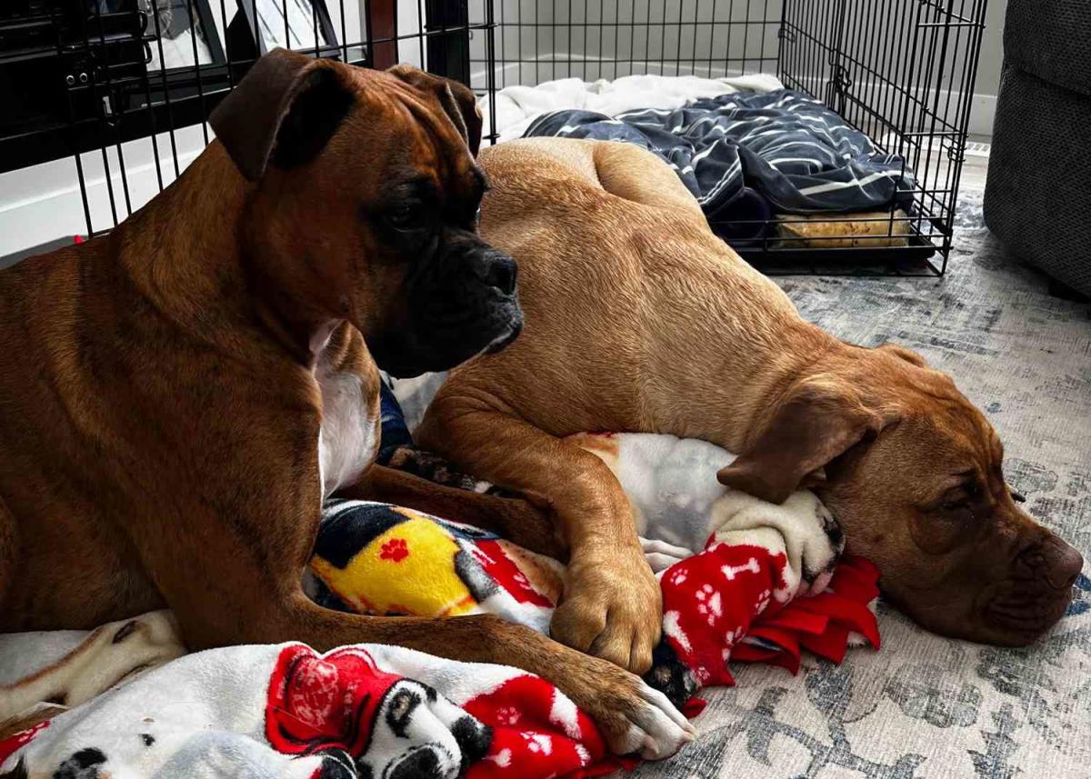 Dog Patiently Plays with Rescue Puppy She Realizes Is Blind in Sweet Video (Exclusive)