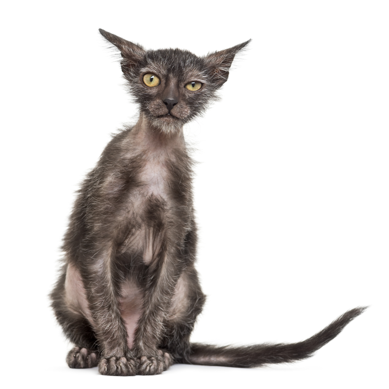 Lykoi