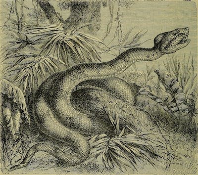 Ilustración de <em>Reptiles and birds</em>, una relación popular de sus diversos órdenes con una descripción de los hábitos y la economía de los más interesantes. <a href="https://commons.wikimedia.org/wiki/File:Reptiles_and_birds_-_a_popular_account_of_their_various_orders,_with_a_description_of_the_habits_and_economy_of_the_most_interesting_(1883)_(14565656808).jpg" rel="nofollow noopener" target="_blank" data-ylk="slk:Internet Archive Book Images;elm:context_link;itc:0;sec:content-canvas" class="link ">Internet Archive Book Images</a>