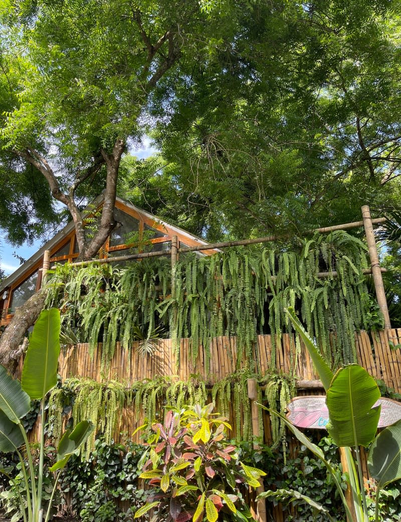 Outdoor view of bamboo treehouse covered with ferns, palms, and other greenery.