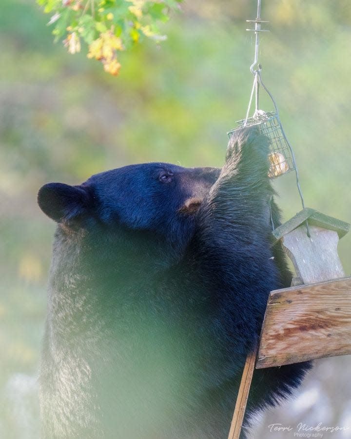 Pumpkin the black bear goes after an unsecured food source.