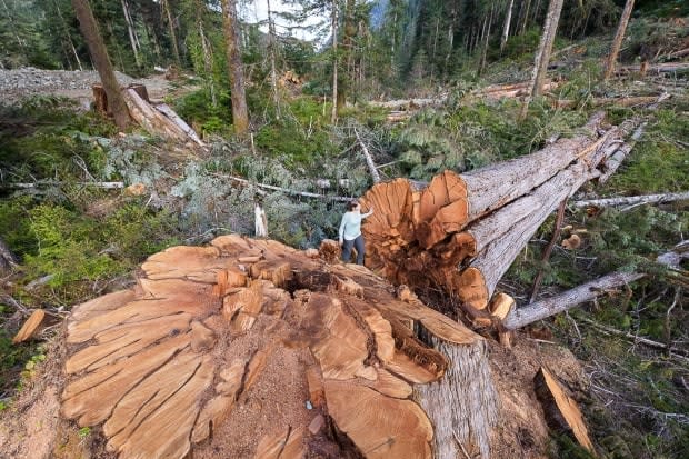 Conservationists with the Ancient Forest Alliance say old-growth forests like this one are crucial to the overall health of ecosystems. (Submitted by TJ Watt - image credit)