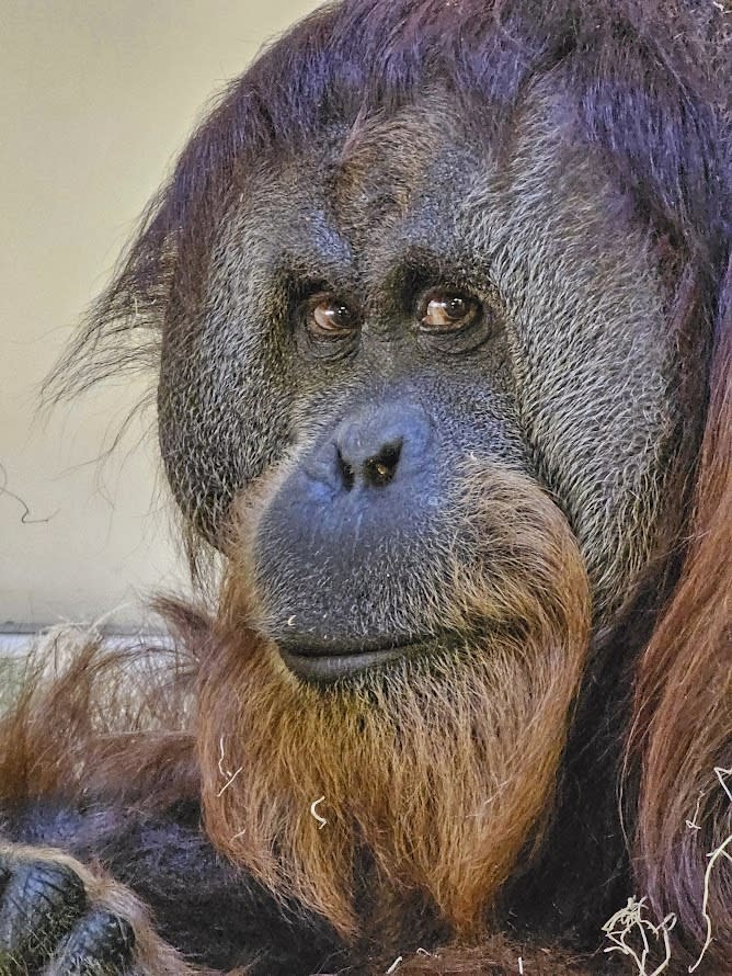 This undated photo, provided by the Denver Zoo, shows Sumatran orangutan Jaya. The zoo did a DNA test to determine which of two male orangutans was the father of a female orangutan born in August and recruited talk show host Maury Povich to record a video announcing that Berani, not Jaya, was the father. (Denver Zoo via AP)