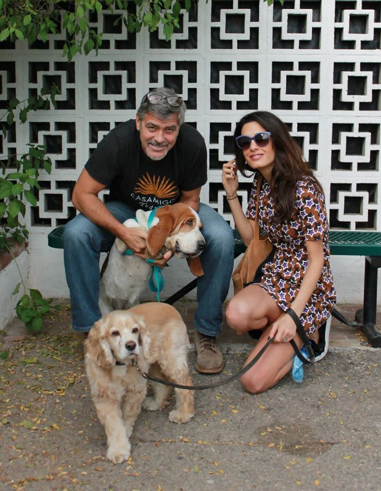 Amal Clooney wears an Emanuel Ungaro star print dress to adopt a new dog. 