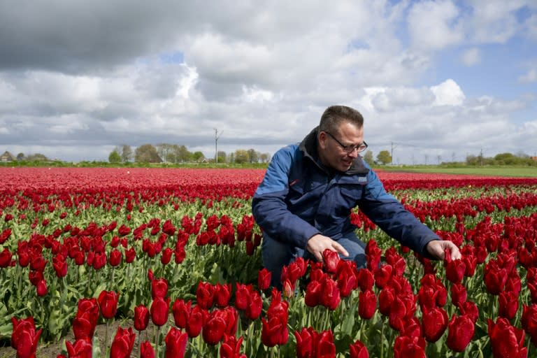 Arjan Smit observa sus campos de tulipanes en Spierdijk, en Países Bajos, el 24 de abril de 2024 (Nick Gammon)