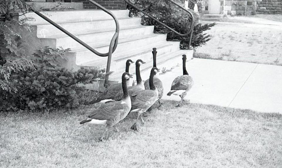 Canada geese are seen in this 1966 photo from the Greenwood Cemetery archives.