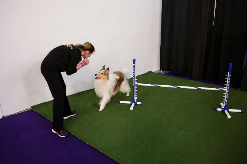 A participant trains her collie dog ahead of taking part in the Masters Agility Championship during the Westminster Kennel Club Dog Show in New York