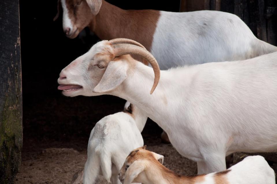Mysterious screams on Quadra Island were traced back to a mama goat — not pictured here — who was separated from her young, according to RCMP. (jctabb/Shutterstock - image credit)