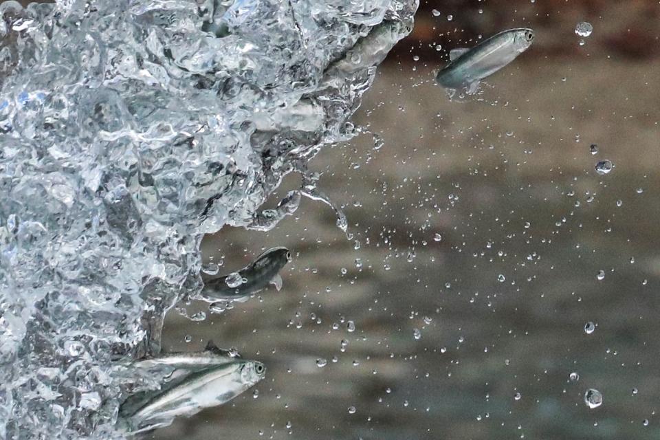 Salmon fry are streamed into Slocan Lake in syilx Okanagan territory during a ceremonial release hosted by the Okanagan Nation Alliance on May 13, 2024. Photo by Aaron Hemens