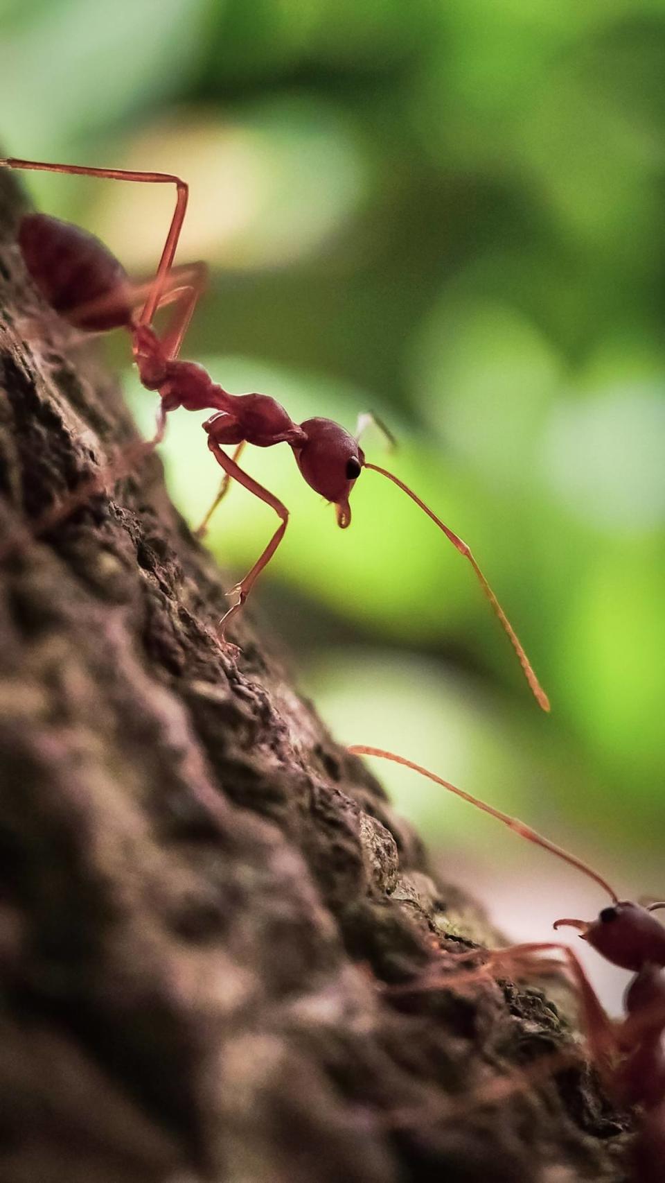 The red imported fire ant was imported in the 1930’s, spreading across at least nine southeastern states including Texas.