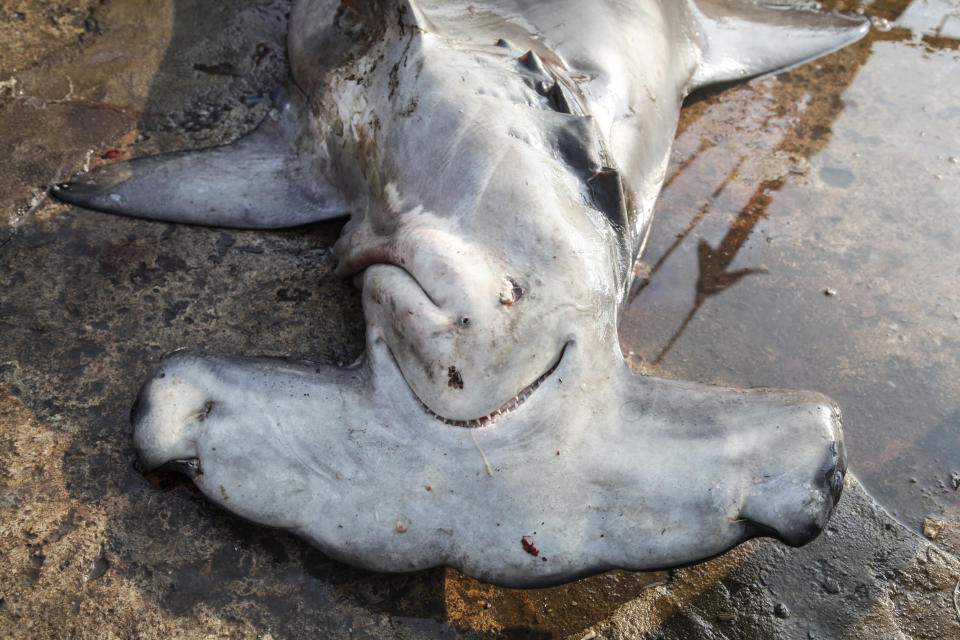 Three species of sharks &mdash; the oceanic whitetip sharks, scalloped hammerhead sharks and great hammerhead sharks &mdash; are now considered critically endangered. (Photo: David Loh / Reuters)