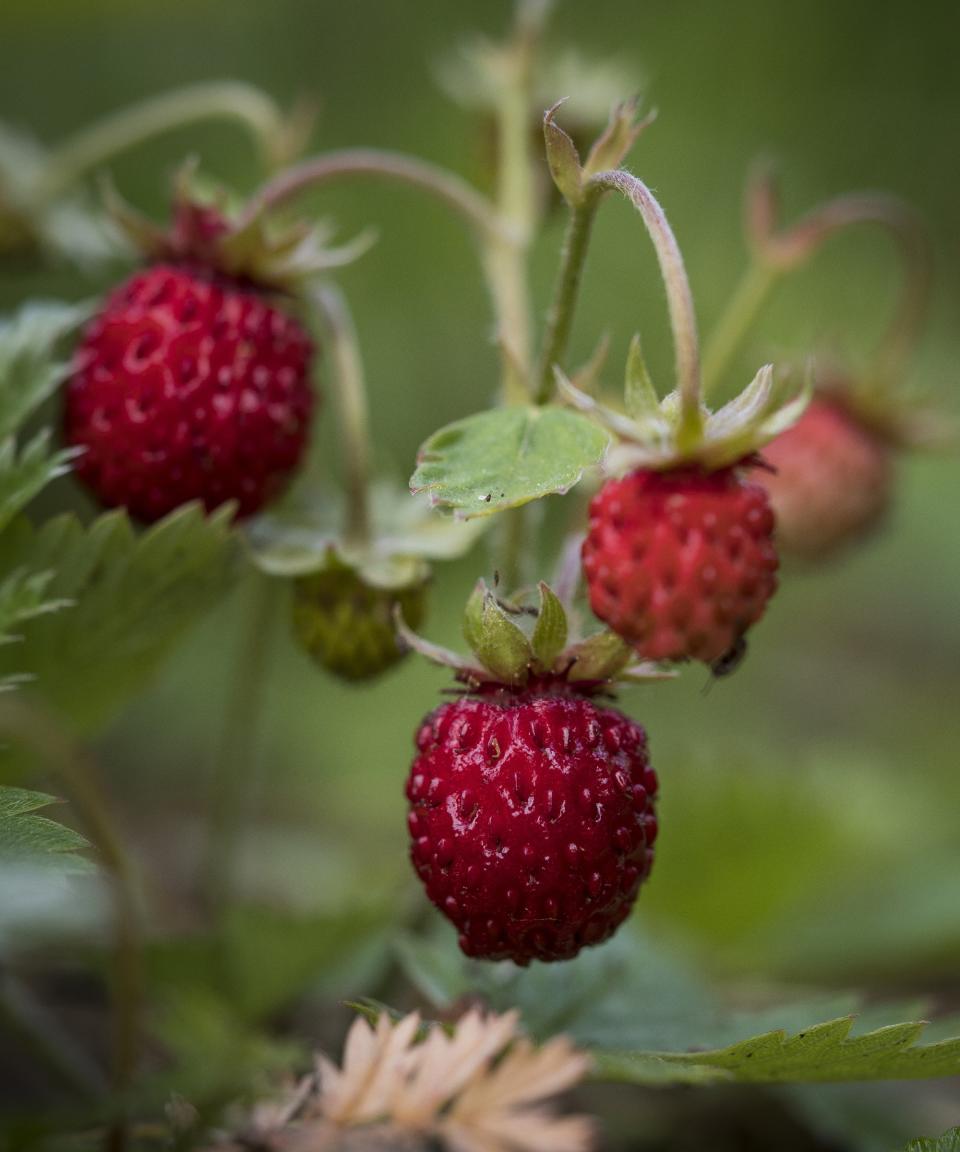 Alpine strawberries growing in the wild