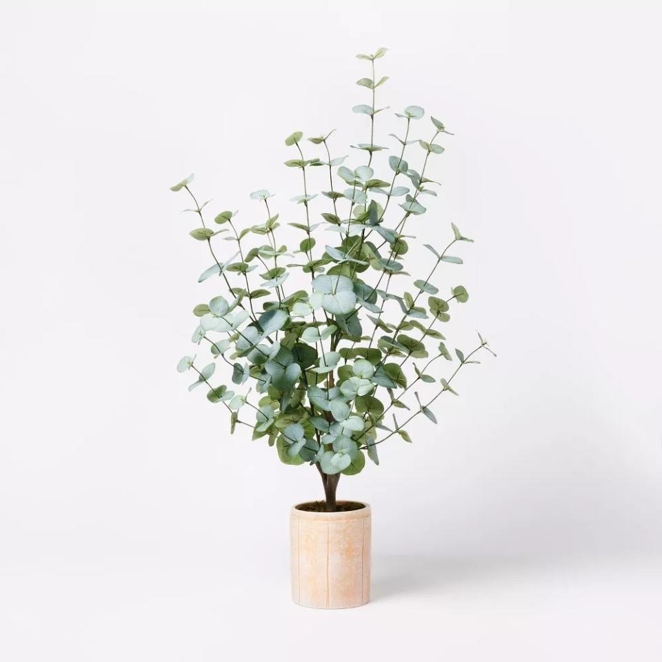 the eucalyptus plant