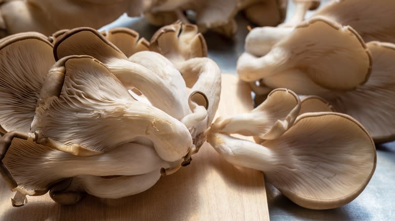 Oyster mushrooms