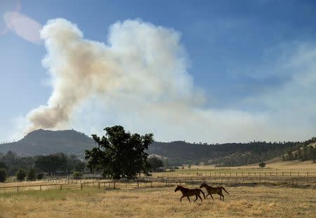 Horses cross a pasture as the Butts fire burns above Snell Valley, California July 3, 2014. The fire has scorched more than 4,300 acres since it started Tuesday. REUTERS/Noah Berger